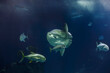 Closeuo of a big sunfish