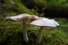 Closeup Shot Of Two White Pluteus Mushrooms
