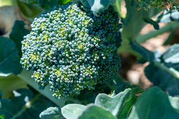 A  vibrant green head of fresh organic broccoli growing in a garden with the sun shining on the green leaves and stalk of the vegetable. The broccoli has specks of yellow in the cabbage flower head. 