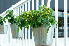 Multiple Metal Buckets Are Used As Vegetable Planters Hanging On A White Railing. The Pots Contain Small Lush Green Tomatoes On A Tomato Plant Vine. The Plant Has Yellow Flowers And Small Vegetables.
