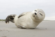 AMELAND. Common Seal - Gewone Zeehond - Phoca Vitulina. AMELAND BEACH. DUTCH.