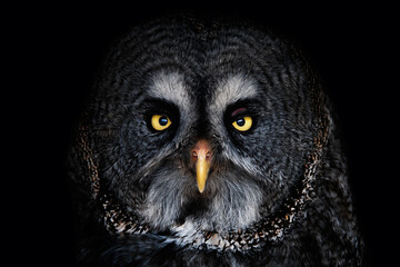 Great Grey Owl (Strix nebulosa) Detail portrait on the black background