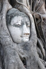  Buddha head in tree roots