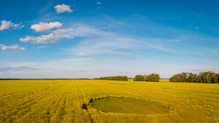 Sticker - Field of rapeseed with a blue sky on the background. Area without flowers in the middle of the field due to heavy rains