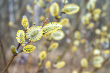 Willow Branches With Fluffy Yellow Buds Bloominng In Spring Natural Or Easter Background