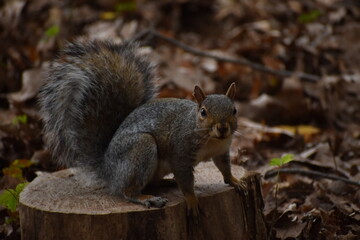 Squirrel in the park.