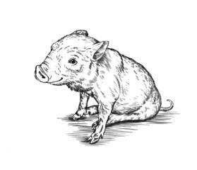 brush painting ink draw pig illustration