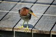 Green heron perched on a condo sundeck