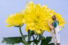 Closeup Of Miniature People Working On Yellow Flower