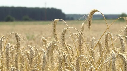 Wall Mural - Field of barley in a summer day. Harvesting period. Close up on a field of golden wheat or barley farming.