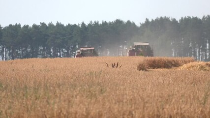 Wall Mural - Red harvester machine drive on rural field - grain harvesting on a Sunny summer day. Combine harvester harvesting ripe wheat on sunny summer day.