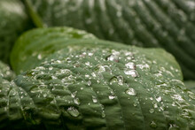 Droplets Of Water On A Large Green Leaf, Close-up View. 