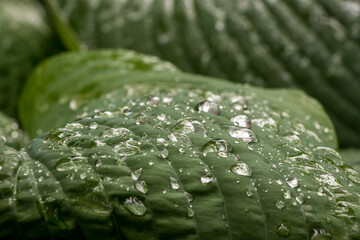 Droplets of water on a large green leaf, close-up view. 