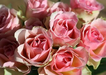 Wall Mural - A bouquet of pink roses photographed from above.