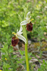 Poster - specimen of moon orchid