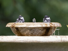 Two Black-capped Chickadees Bathing In A Birdbath
