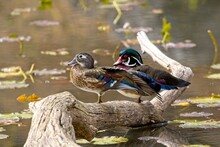Female Wood Duck Stretches Its Wings.