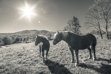 Wall Mural - Mare and foal in the Pyrennes mountains backlight wide angle view
