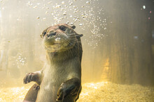Otter In The Water