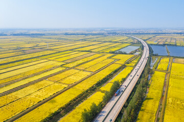 Wall Mural - highway on autumn paddy fields