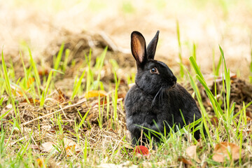 Wall Mural - one cute black rabbit cautiously sitting on the grassy ground looking at surroundings.