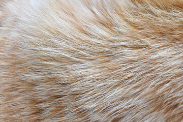 Sticker - Ginger cat fur texture background. Orange cat hair texture.