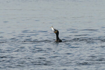 cormorant in the sea