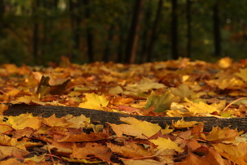 Autumn leaves on ground. autumn background