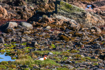 Wall Mural - Shelduck nesting on a sea beach