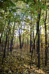 Wall Mural - beautiful colorful autumn park in the morning sun