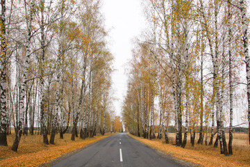 Wall Mural - road among white colorful birches in autumn