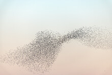 Cloud Of Starlings.Thousands Of Starlings Synchronize Their Flight.