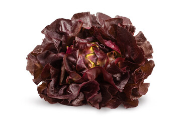 Wall Mural - Fresh red lettuce isolated on white background. Bio vegetables.