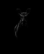 Moose Contour Isolated On A Black Background