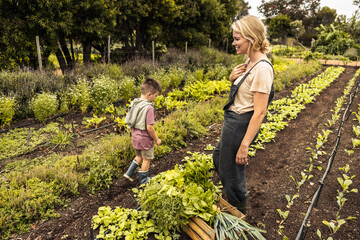 Wall Mural - Happy single mother harvesting vegetables with her son