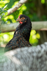 Wall Mural - chicken in the farm