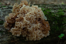 Sparassis Crispa, Known As Cauliflower Mushroom.