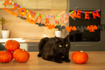 black cat with angel wings on the background of decor for the holiday halloween pumpkin orange	