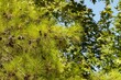 Gałęzie z drzew sosnowych Antalya- Turcja.