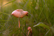 Pilz in einer Wiese auf einer Waldlichtung
