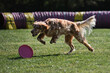 English red and white setter does sports on warm summer day outdoors in park on green meadow. British dog runs quickly across lawn and tries to grab rolling plastic disc with its teeth.