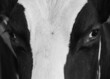 Close-up of a cow's gaze. Black and white picture