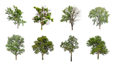 Wall Mural - Set of Isolated trees on white background , The collection of trees