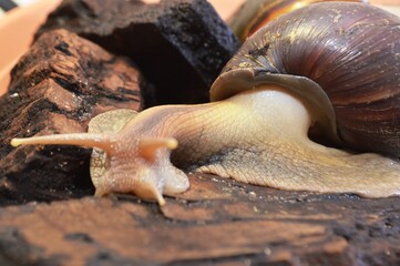 snail on a leaf