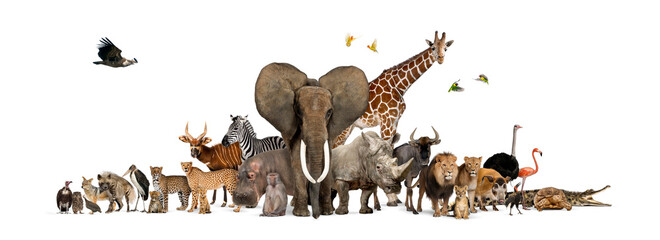 Wall Mural - large group of african fauna, safari wildlife animals together, in a row, isolated