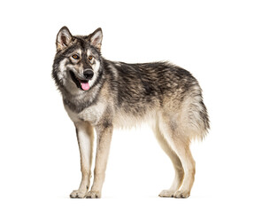  Standing Northern Inuit Dog panting, looks like a wolf, isolated on white