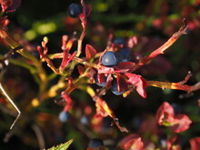 Blue Berries With Red Leaves Spotted In A Mountain In South Poland