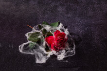 A Beautiful Red Rose Covered With Spider Web, Lying On A Dark Background. Halloween Spooky Love Concept. End Of Romance Or Break Up Artistic Design.