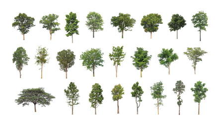 Wall Mural - Set of Isolated trees on white background , The collection of trees