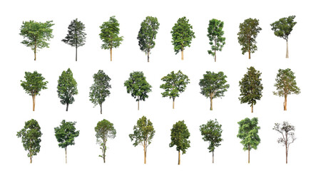 Wall Mural - Set of Isolated trees on white background , The collection of trees